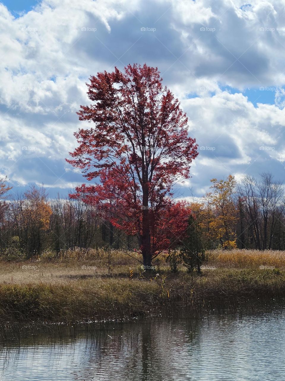 Autumn River Tree