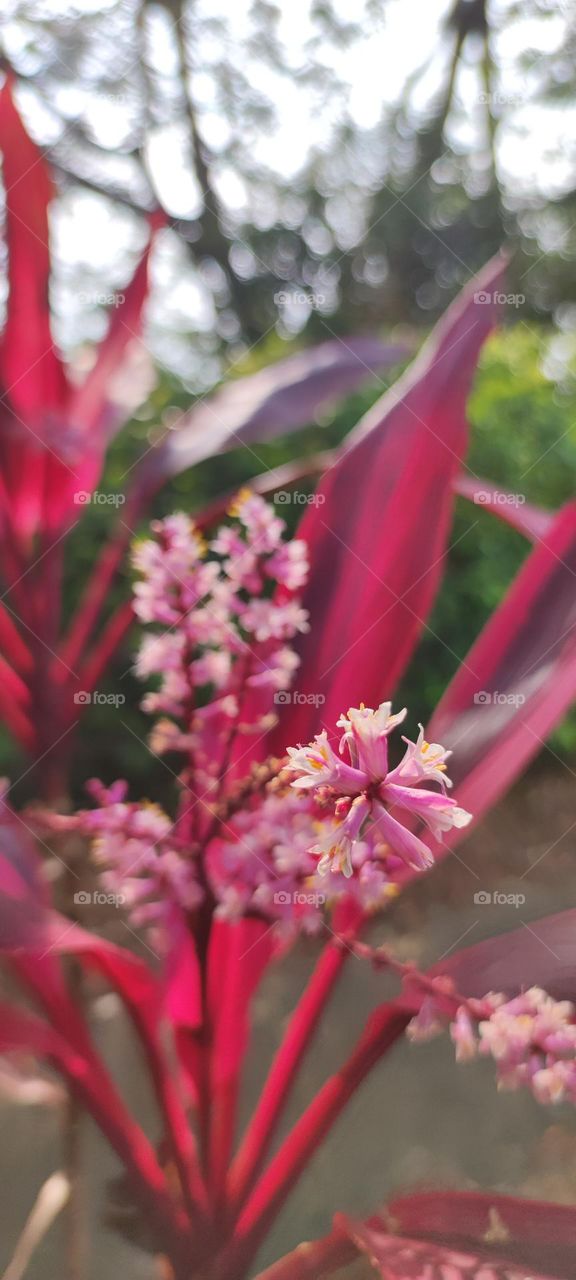 Flowers in the corner
