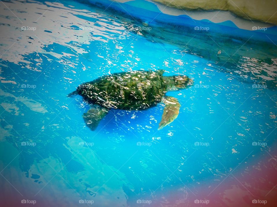 tartaruga na piscina - turtle in The pool