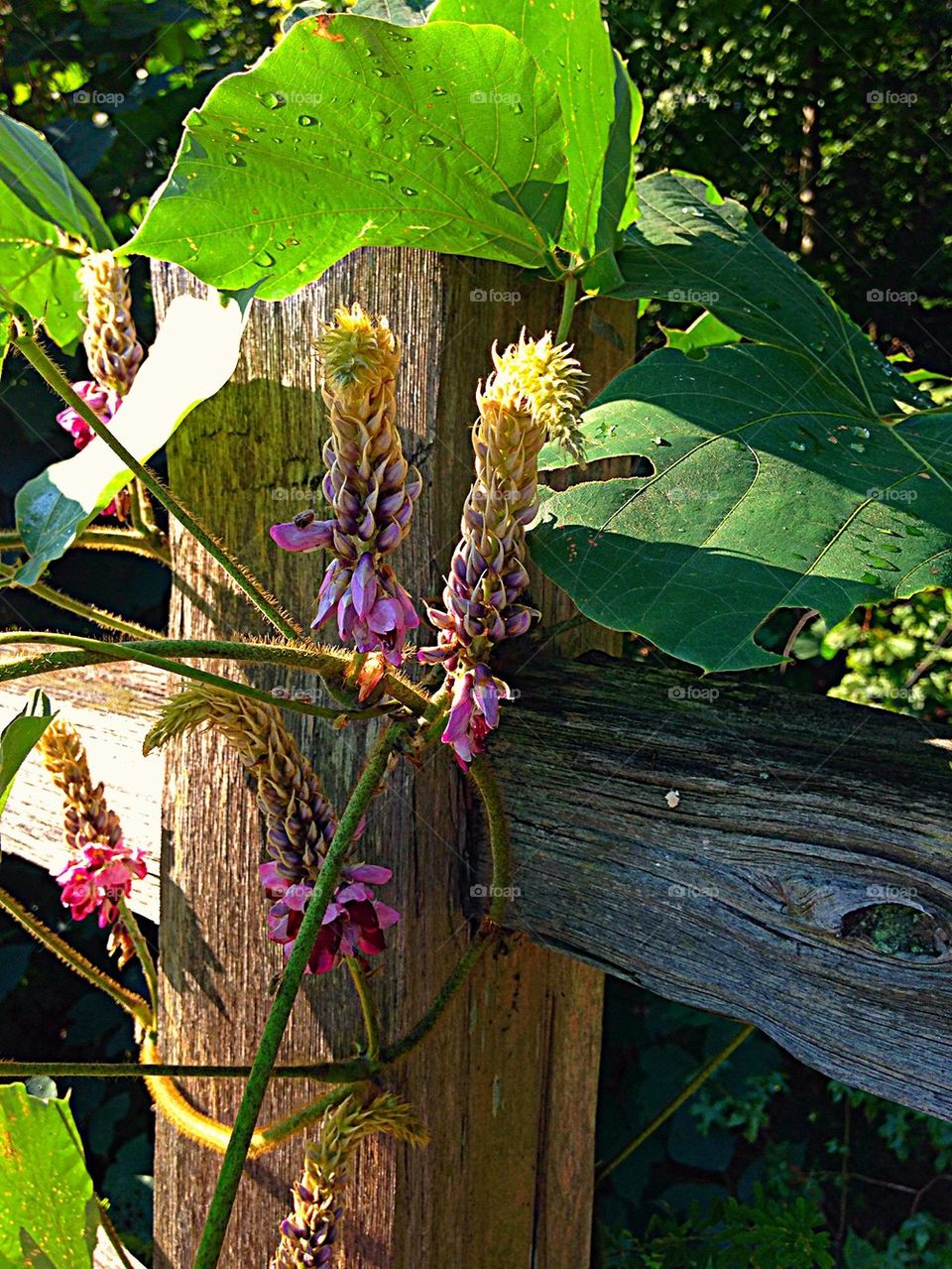 Vine and split rail fence