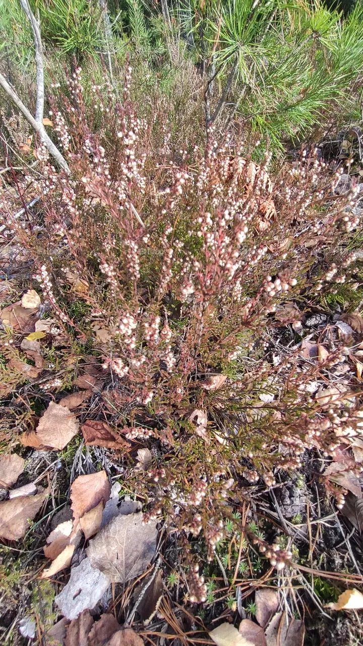 Calluna