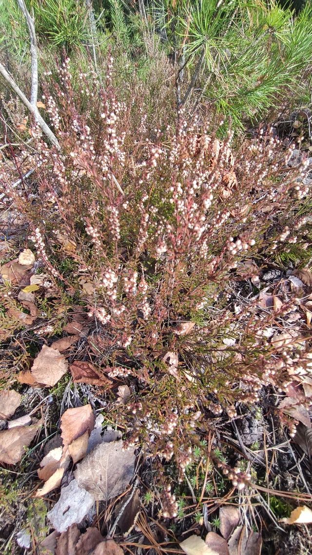 Calluna