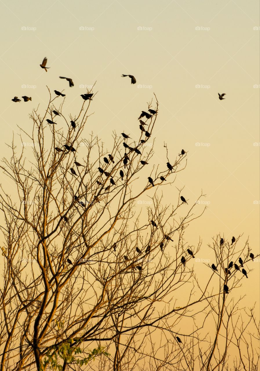 periquitos no fim da tarde (PANTANAL MS)