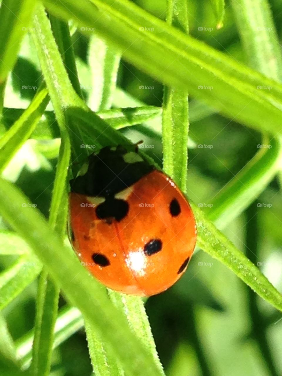 Ladybug close up 