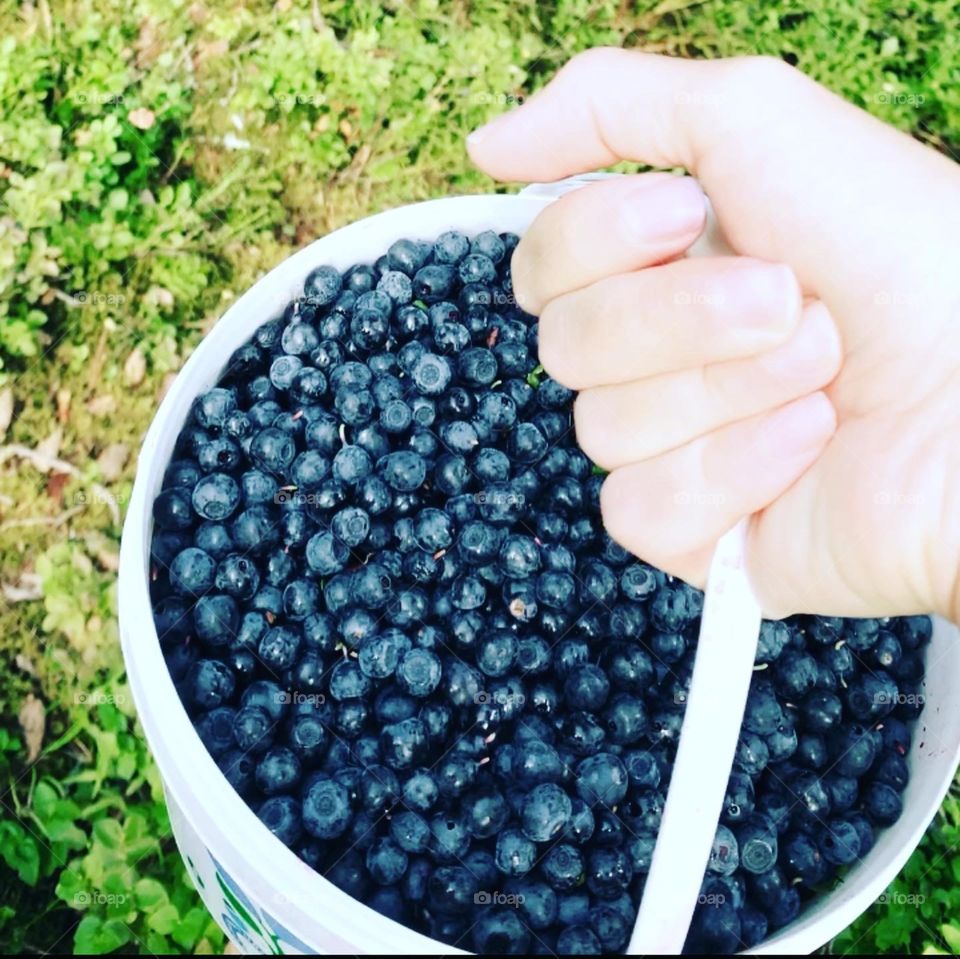 Picked blueberries 