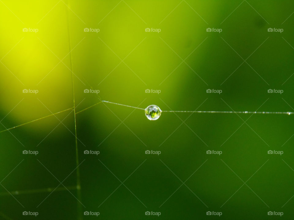 water driplet on a spiders web