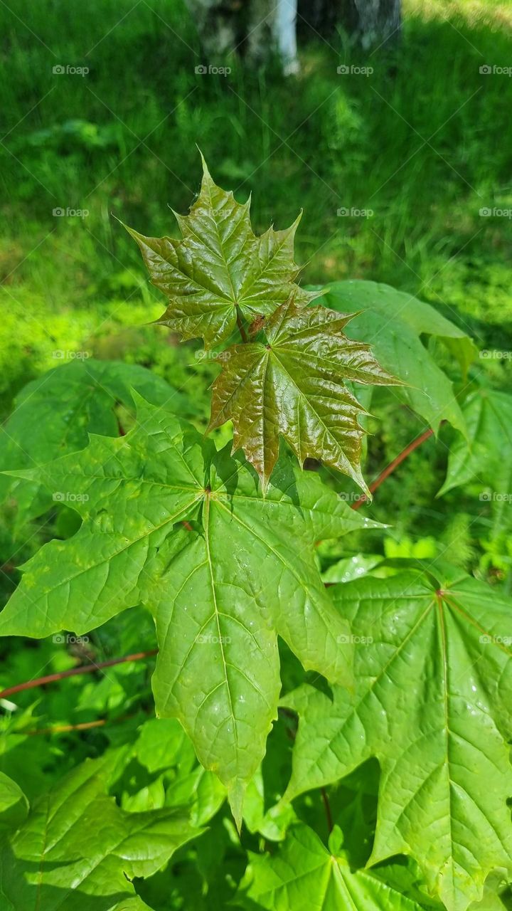 maple leaves in summer