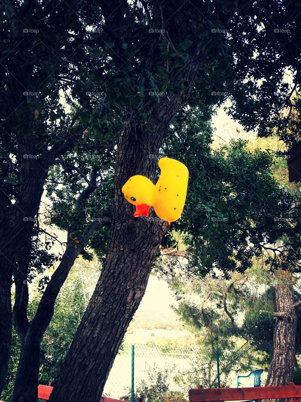 Duckie and tree