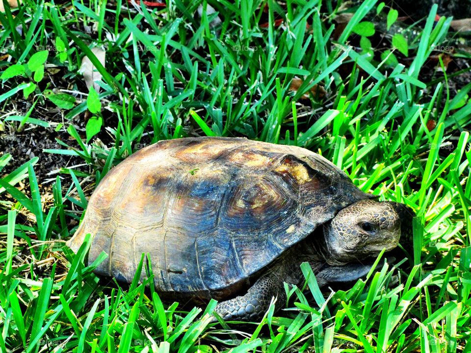 green grass reptile turtle by lalalala1986
