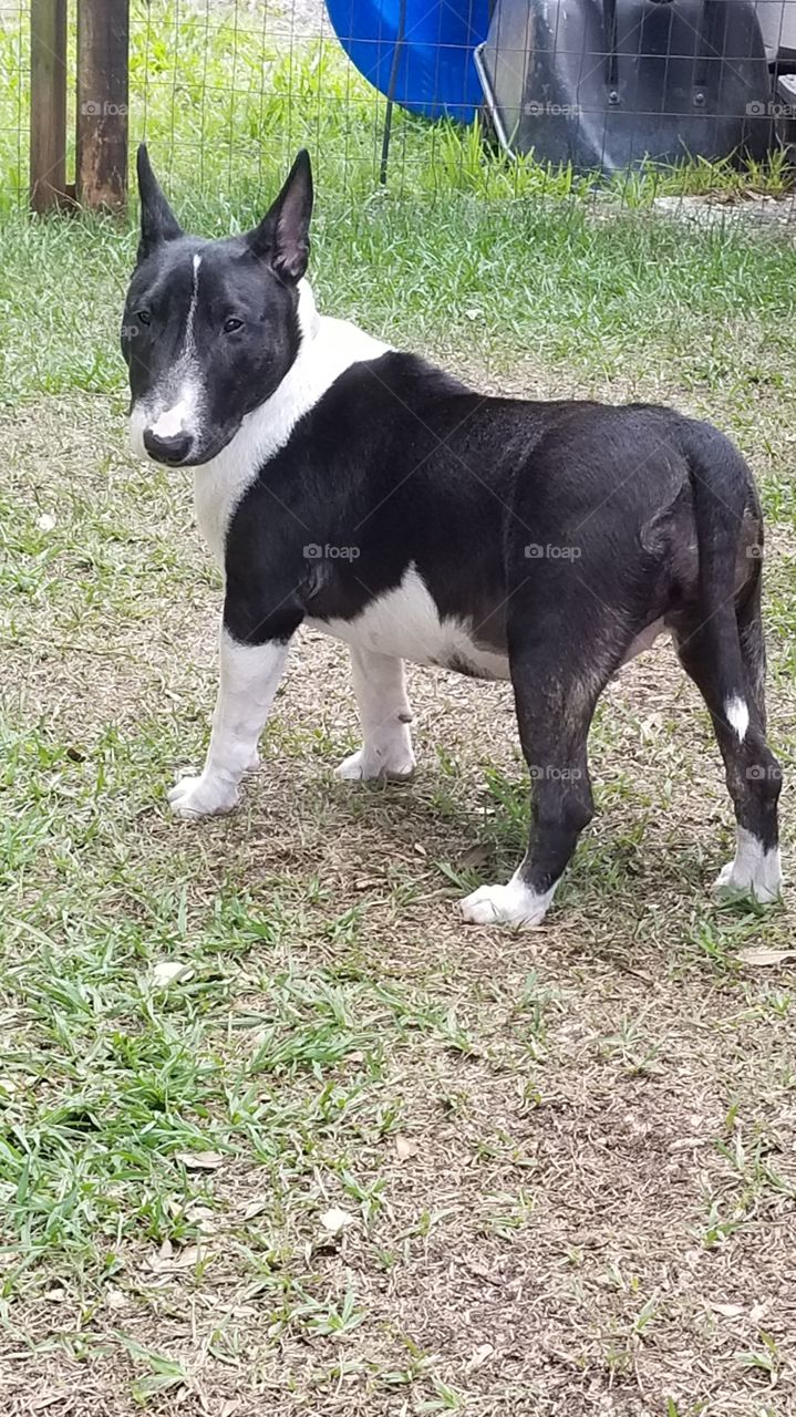 Milli Tot the sweet Miniature Bull Terrier