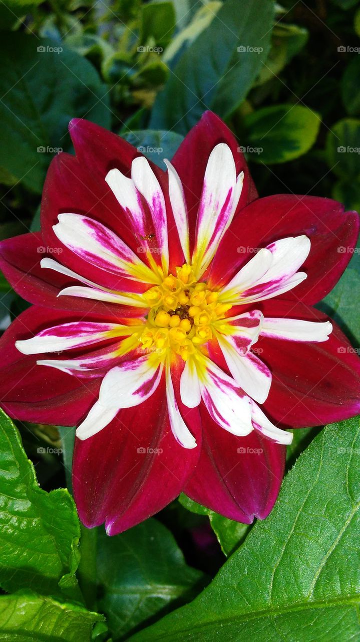 Nature, Flower, Flora, Summer, Leaf