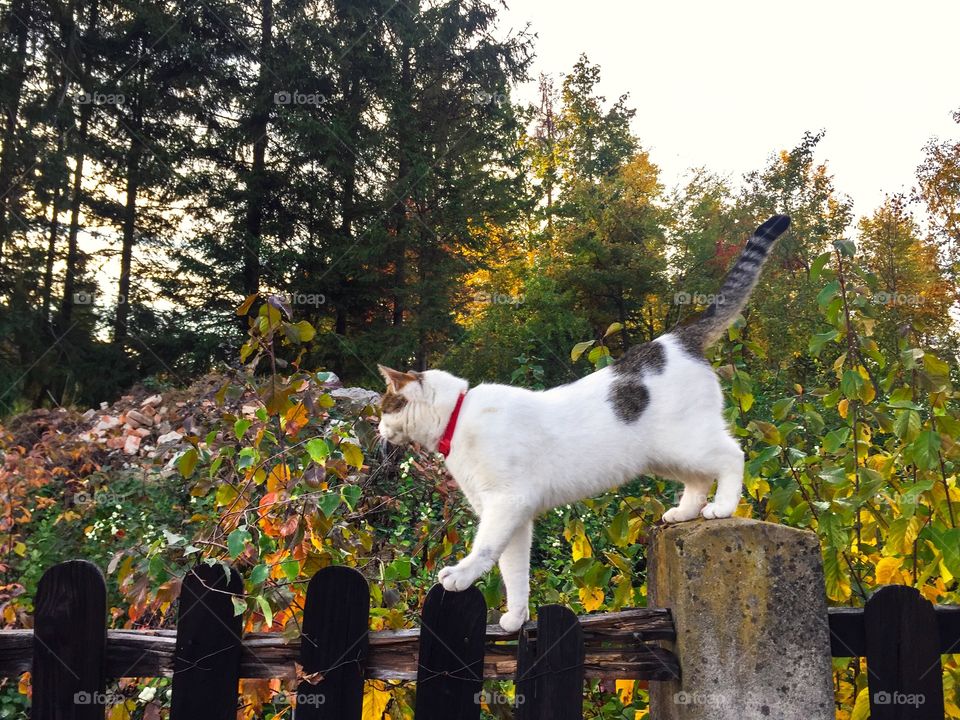 Cat sitting on wooden fence with trees in the background