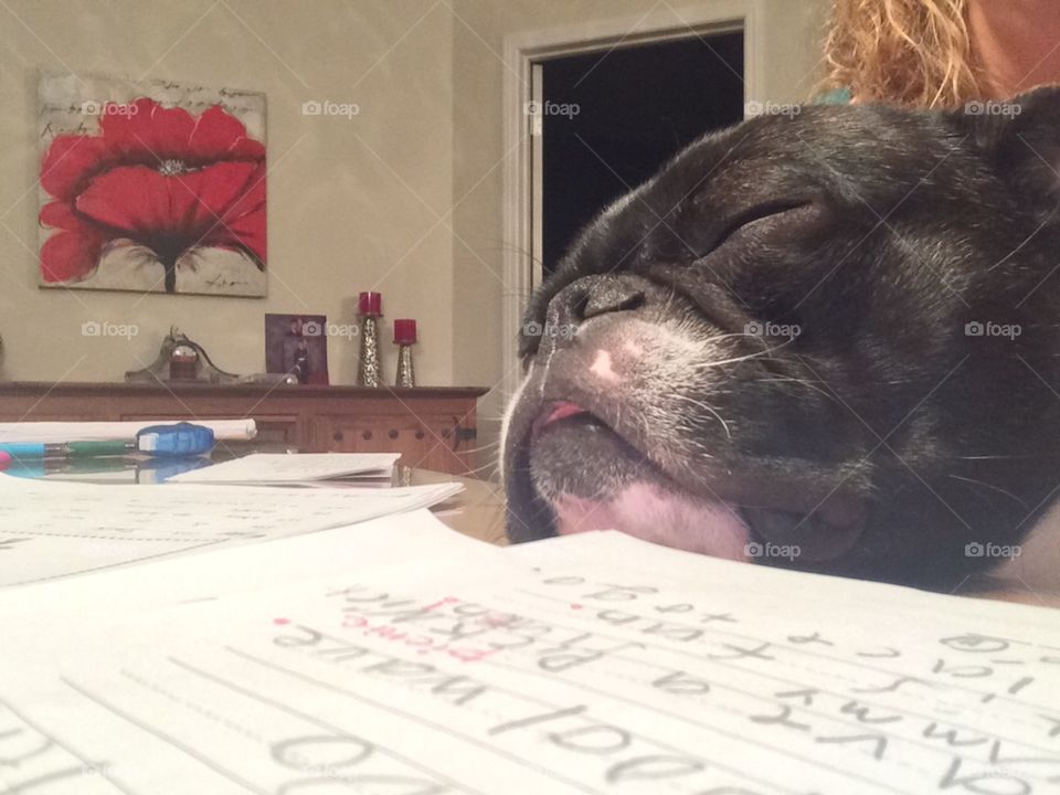 Dog marking  papers with mom is ... not easy! 😂Sleeping Pug! 😴