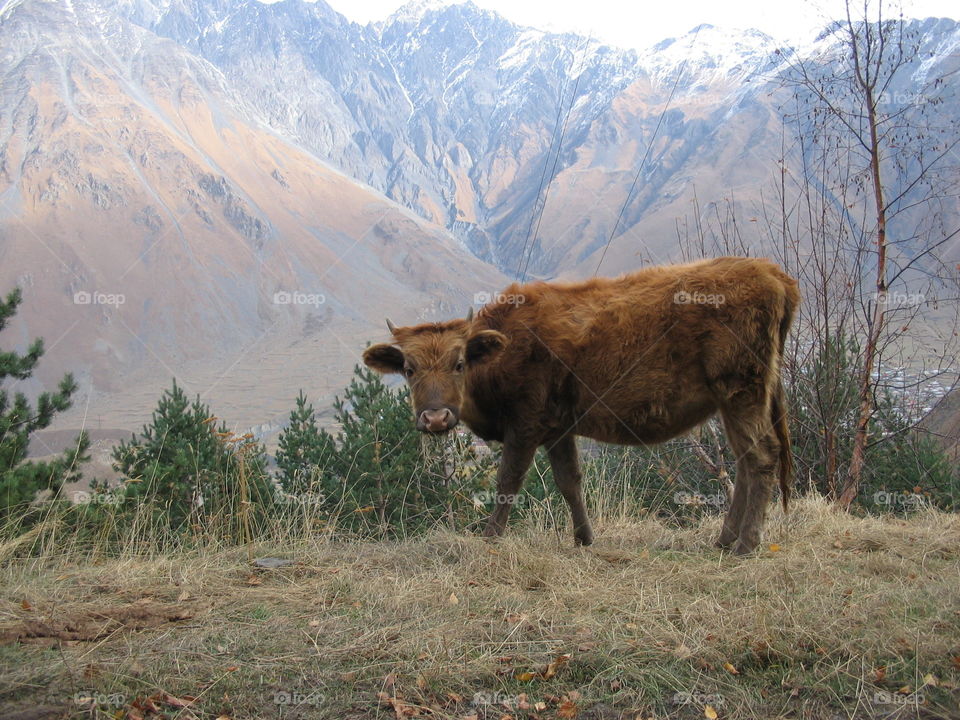 Cow in the Caucasus mountains in Georgias Kazbegi region.
