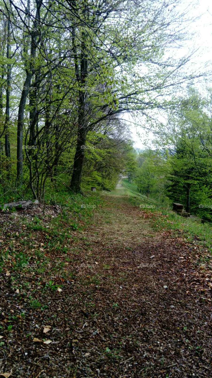 Walking through the forest