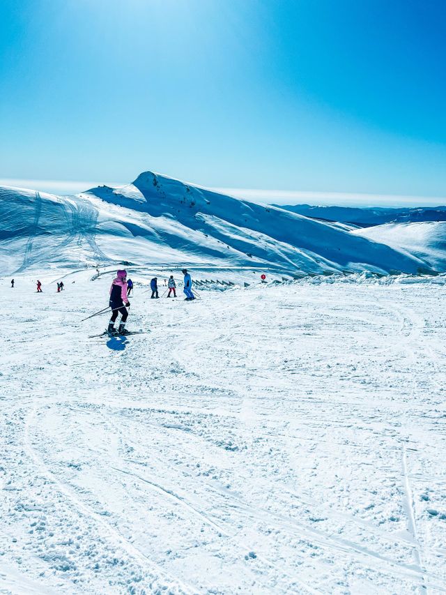 Big white