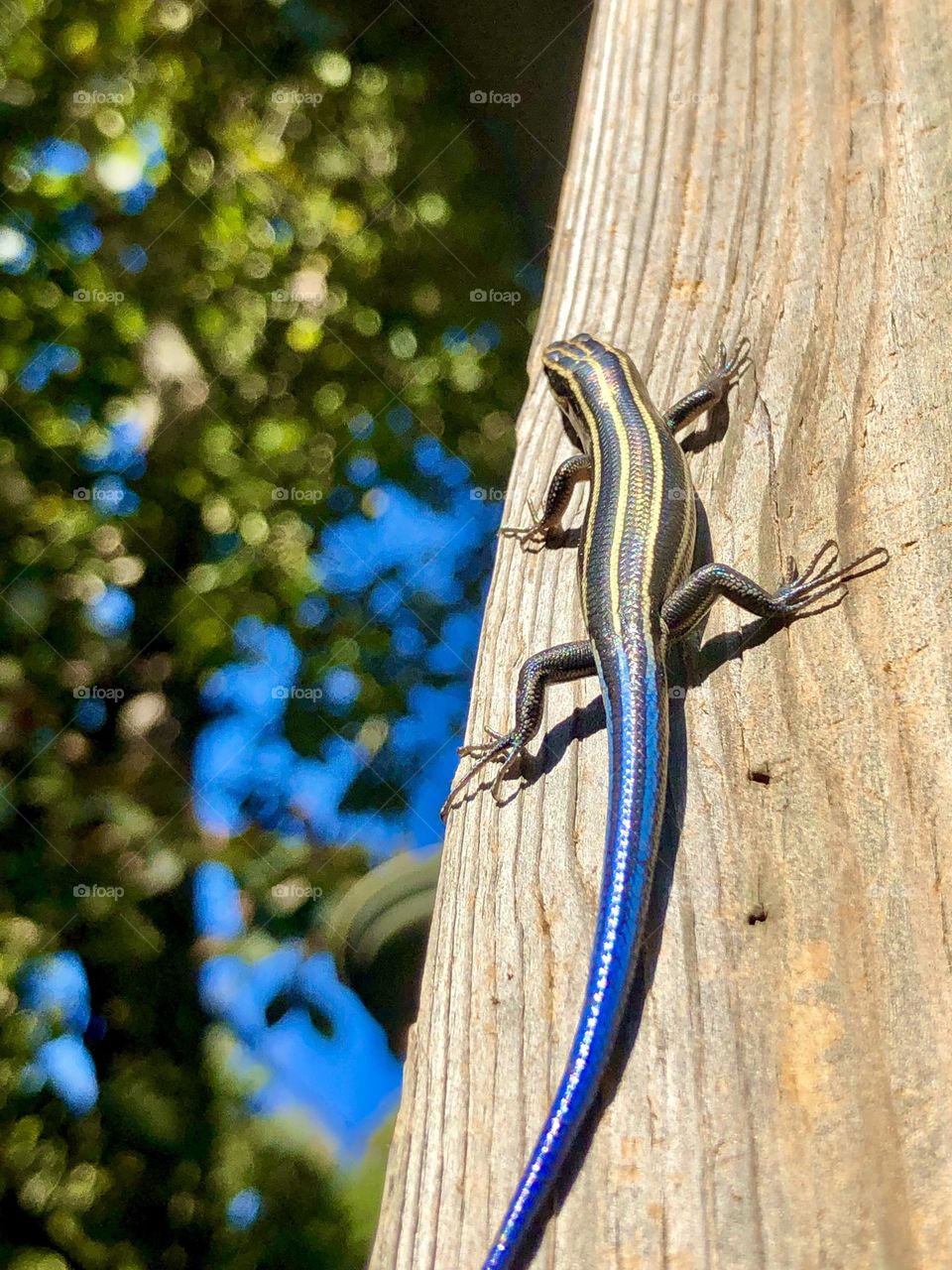 Blue tailed skink matching the color of the sky