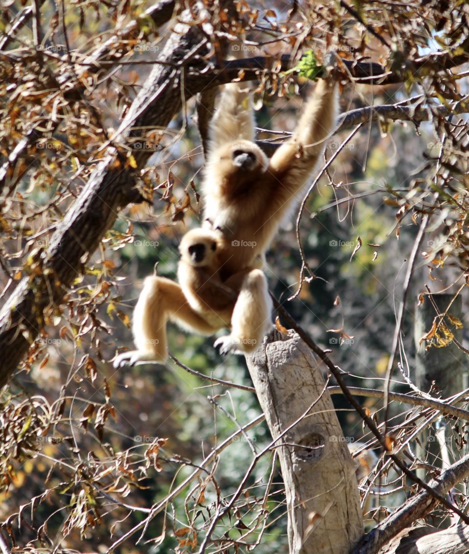 Momma Monkey 