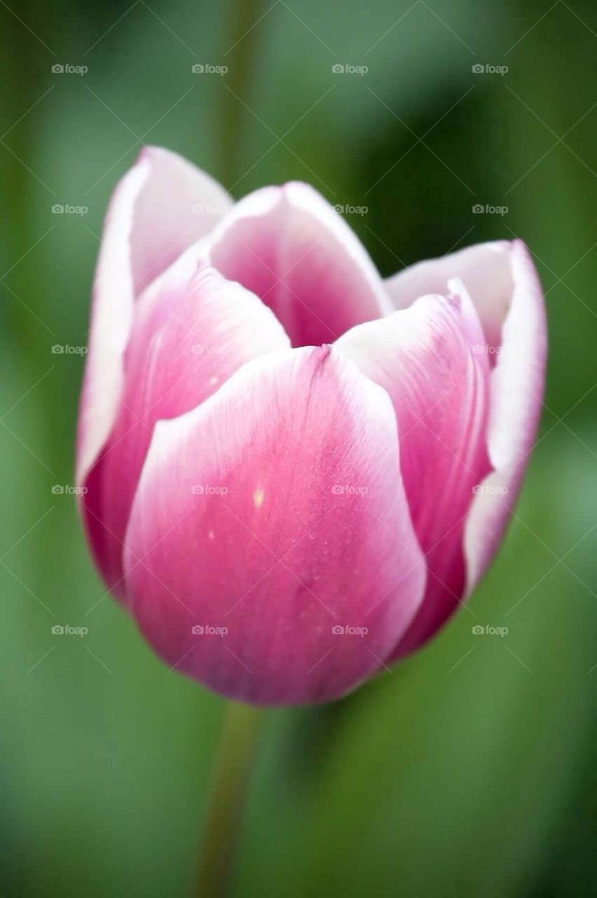 Tulip