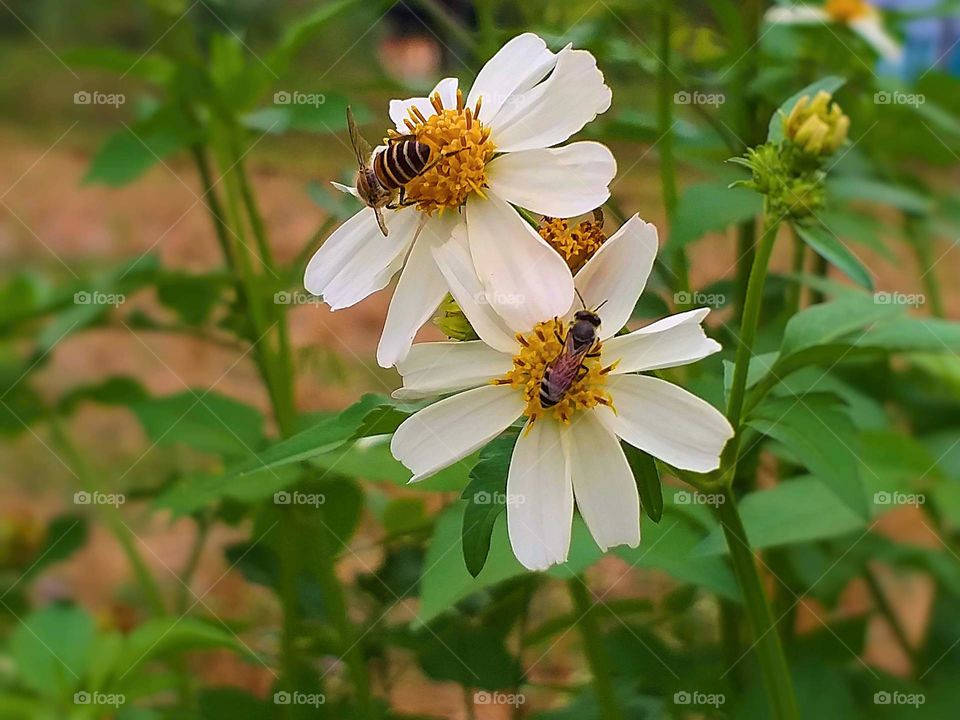 bee and flower. bee and pollen