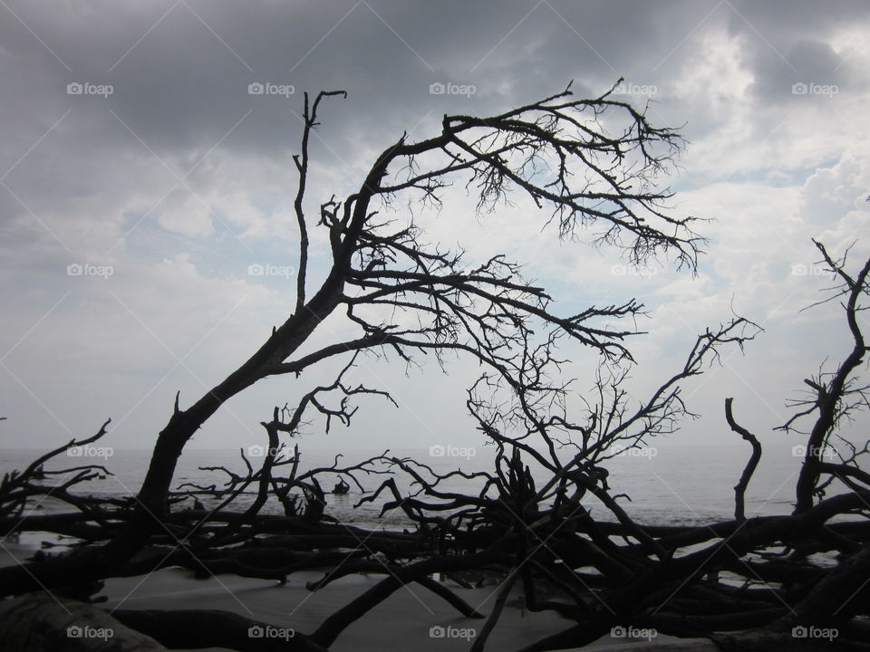 Driftwood Forest 