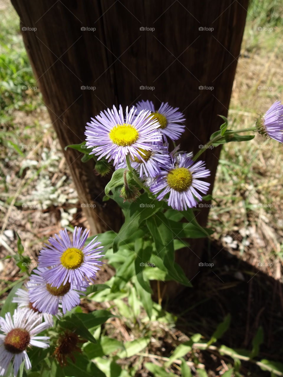 flowers shade