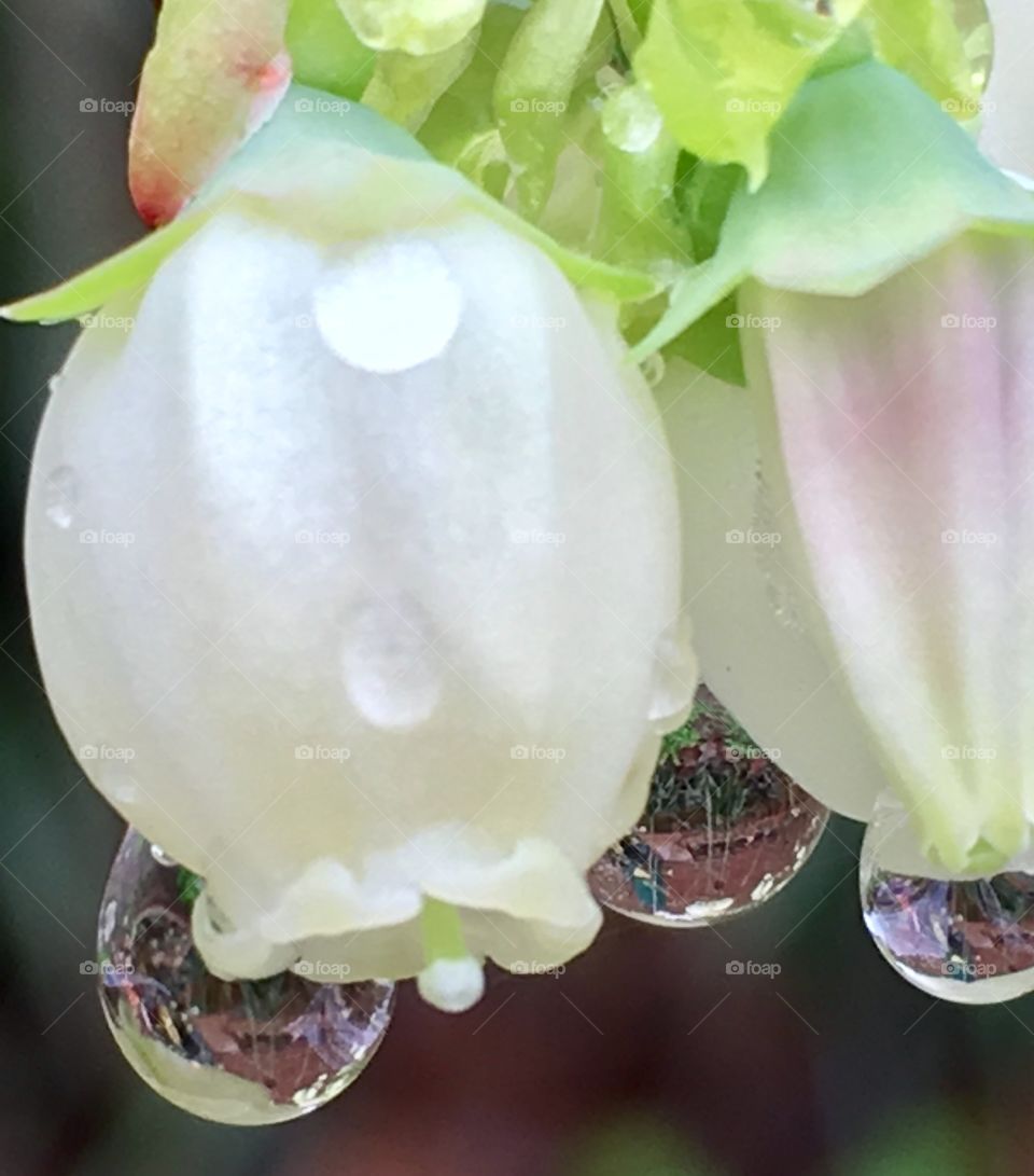 Blueberry flower reflections of the day on rain