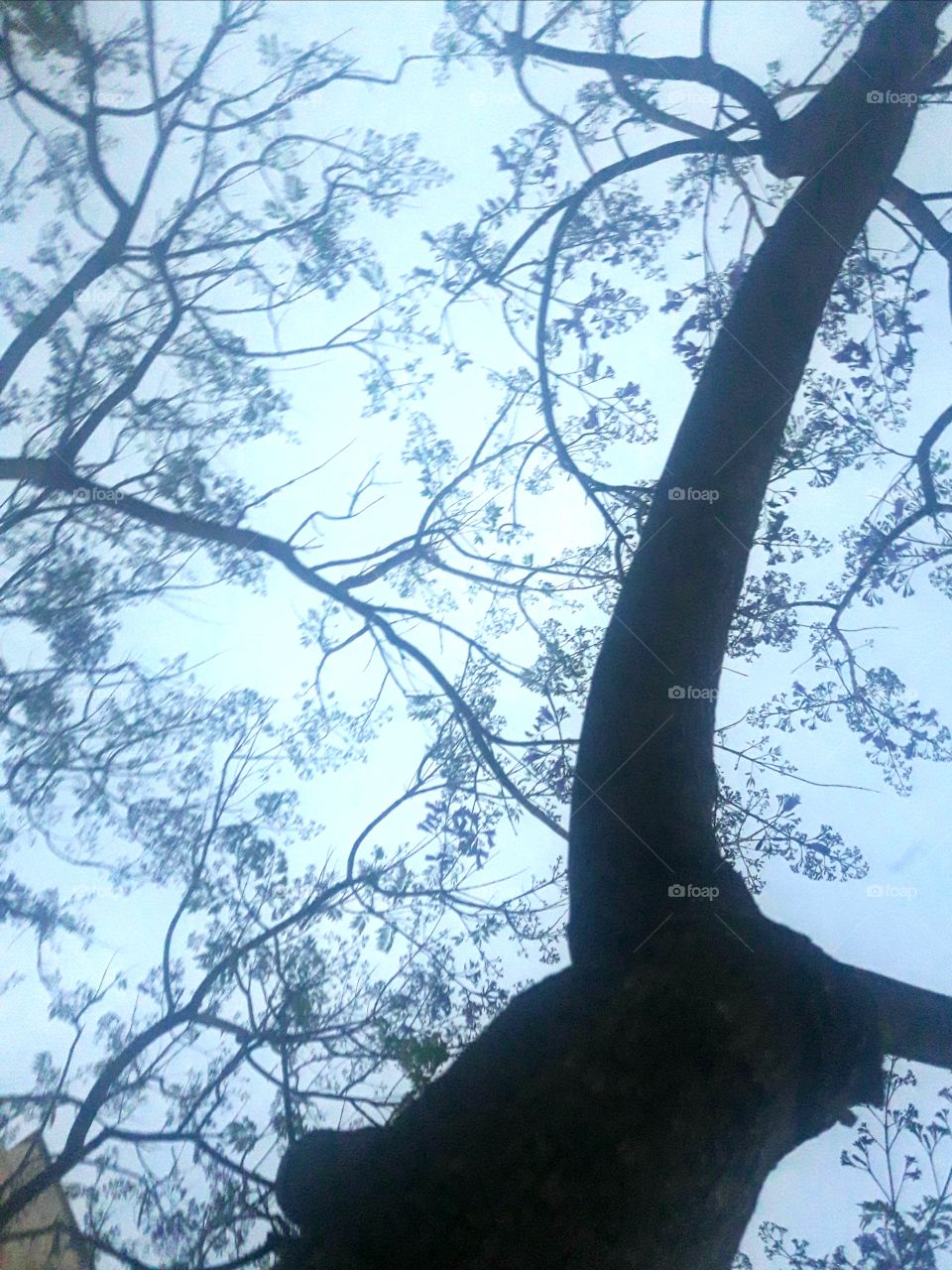 beatiful pictare with tree