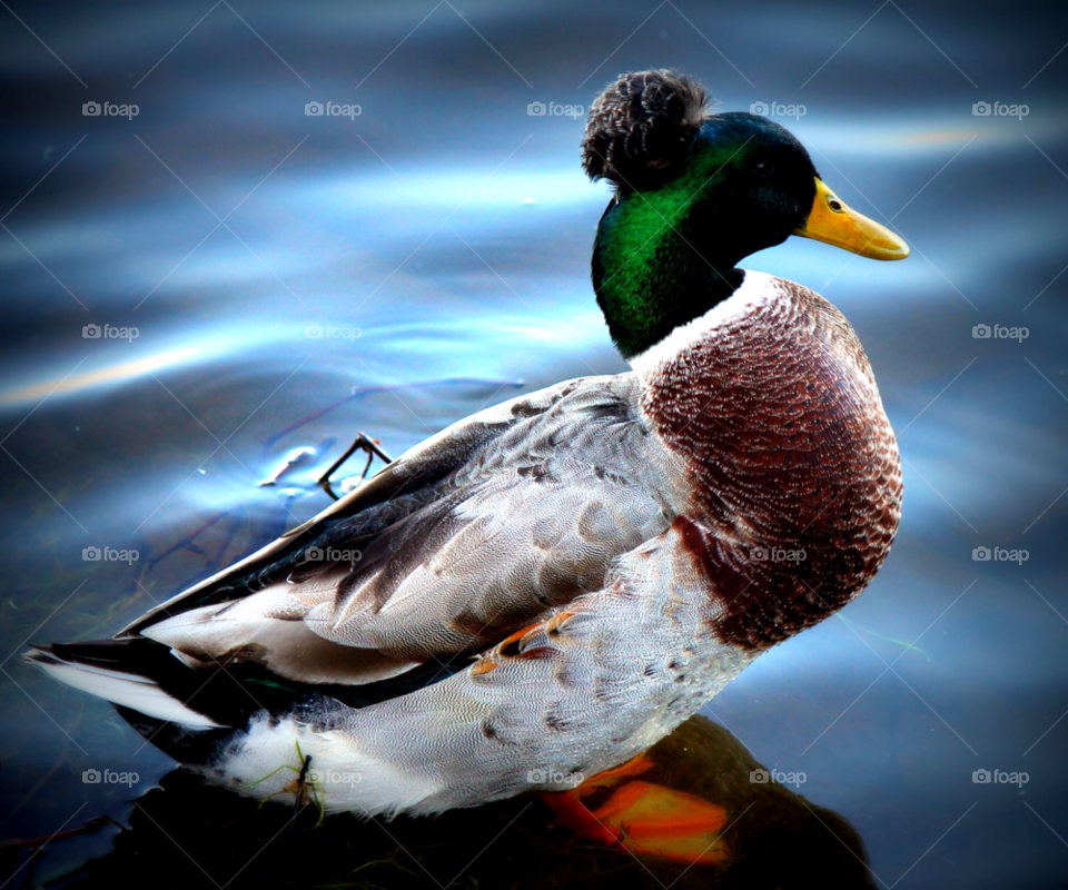 pool duck mallard lichfield by OJMitchell