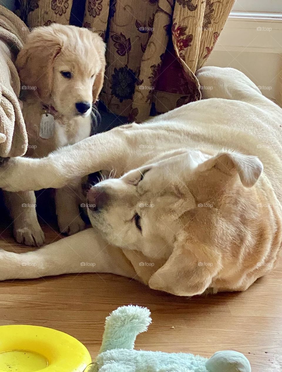 Puppy and dog looking at each other 