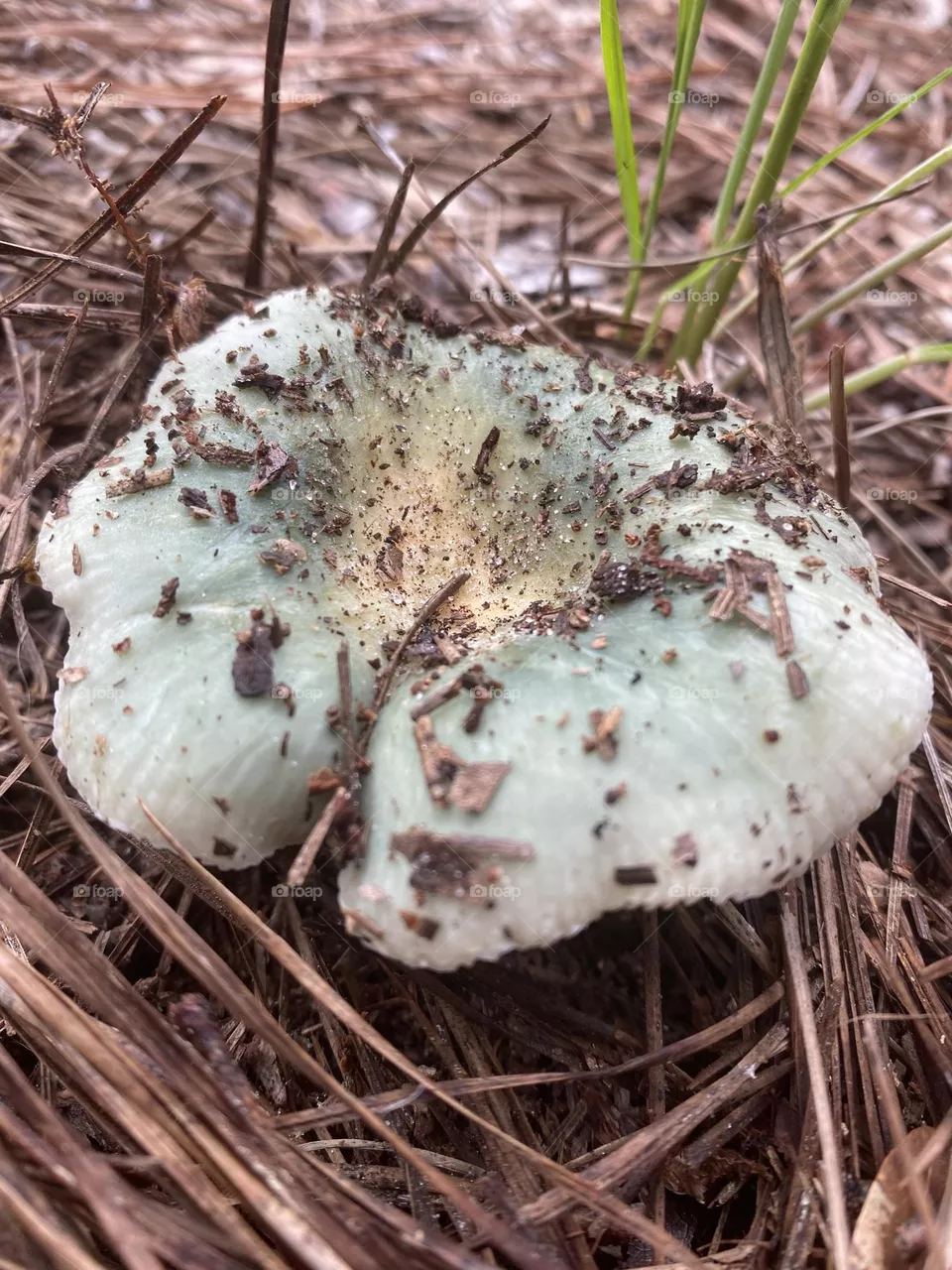 Looks like a heart and a butterfly 