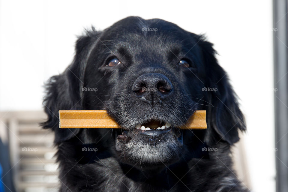 Portrait of happy dog with his chew treat 