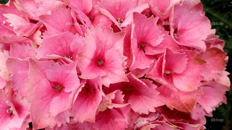 pink flowers