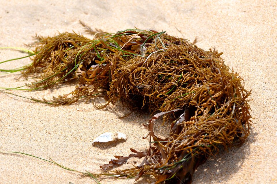 Seashell and seaweed