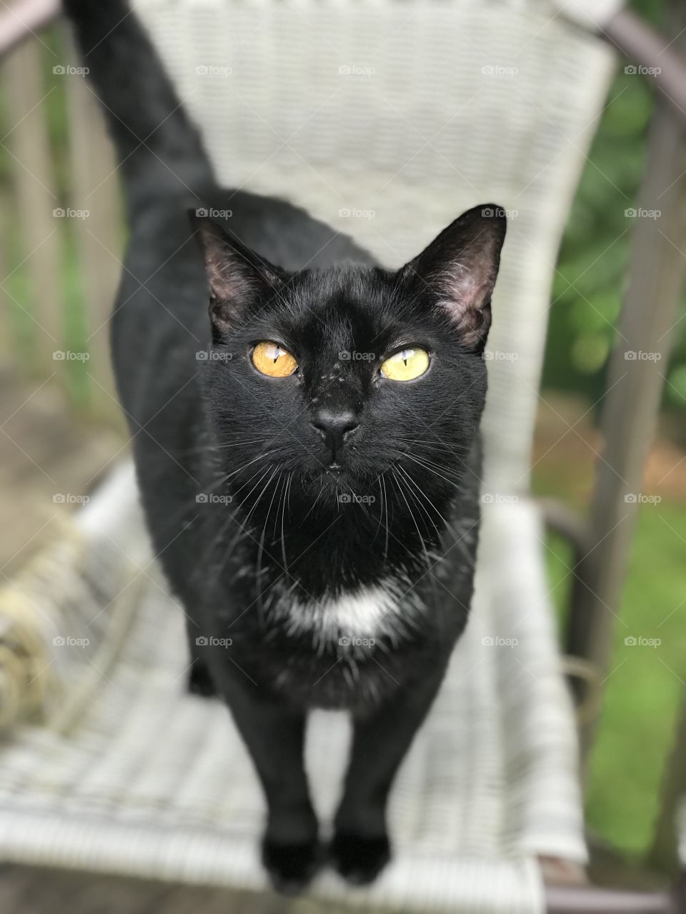 The beauty in her eyes; young cat with monochromatic eyes sitting on her chair