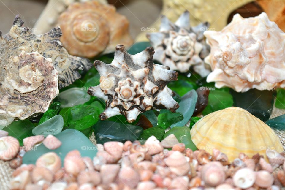 Seashell, Shell, Shellfish, Scallop, Sea