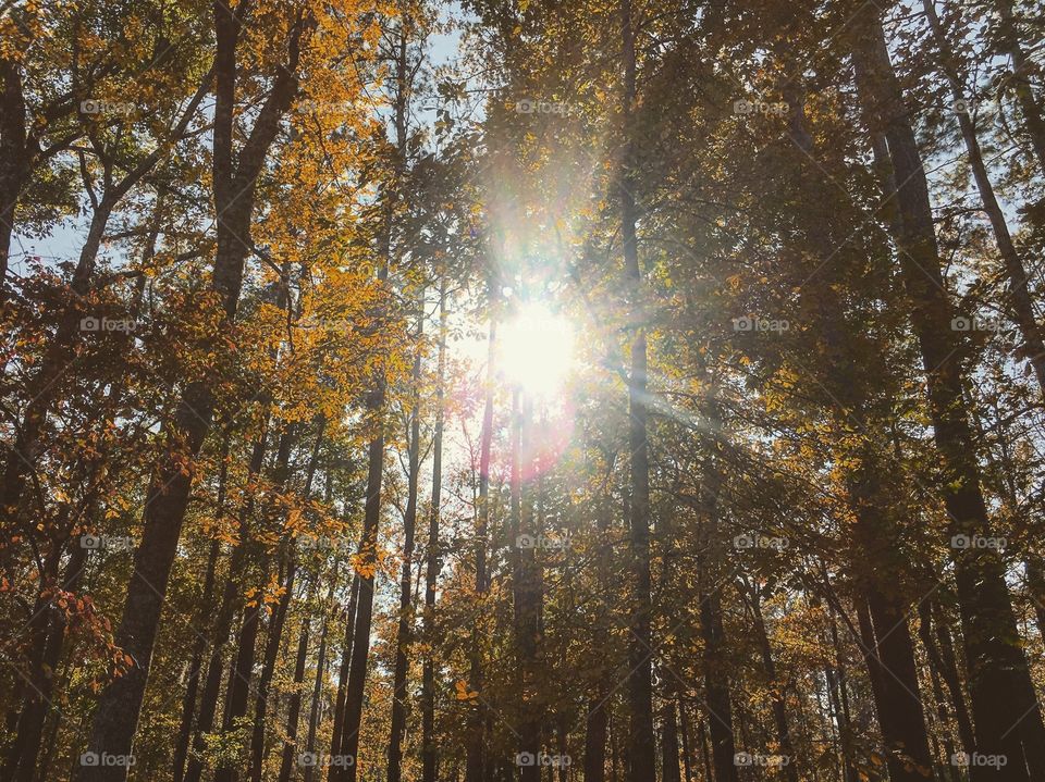 The sun starts to get down in the trees in the late afternoon this time of the year. The light is golden and ethereal, the forest seems enchanted. Always a favorite place to photograph. 