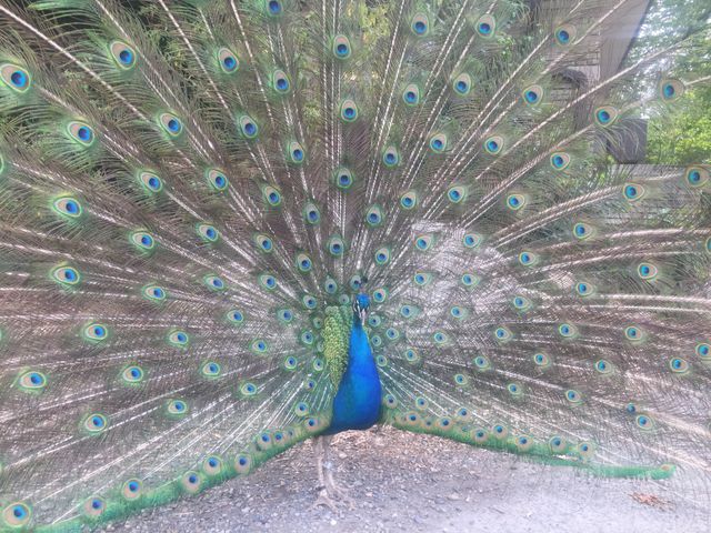 Peacock, Feather, Bird, Peafowl, Exhibition