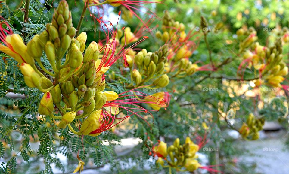 Beautiful flowers