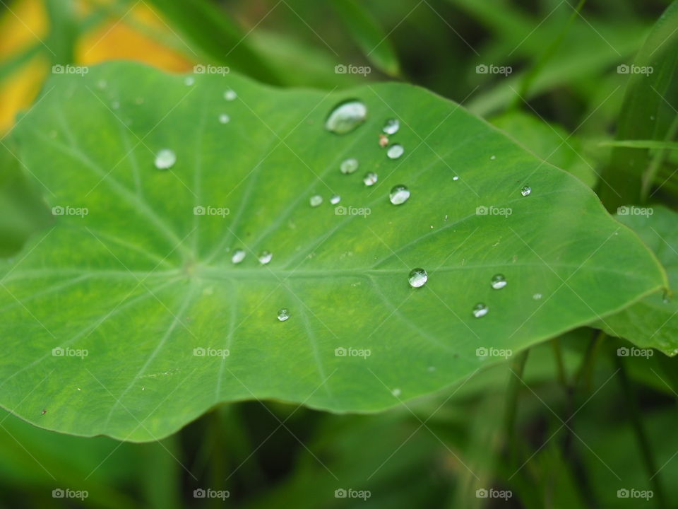 Water rolling on the leaf