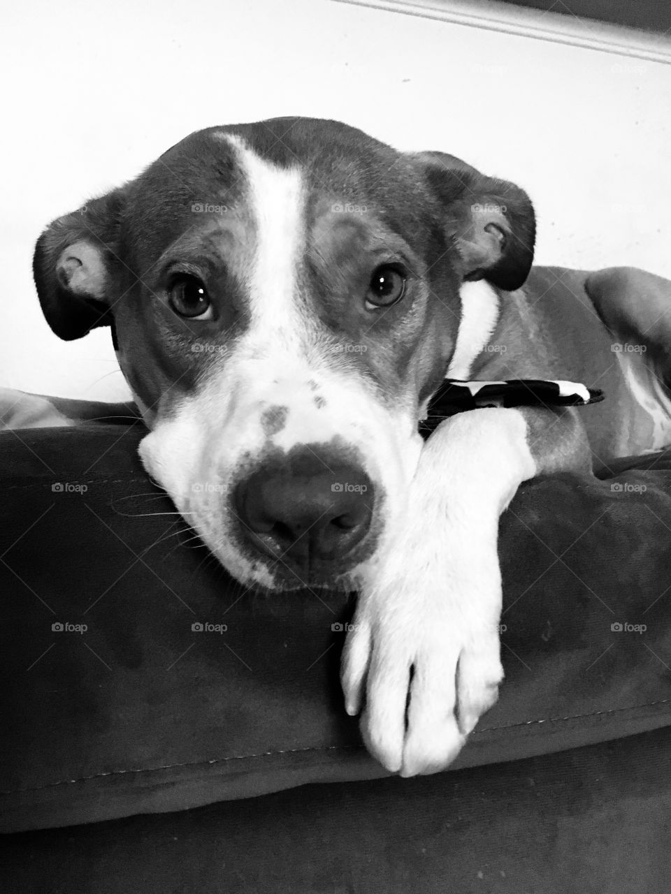 Rescue pitbull relaxing in black and white 