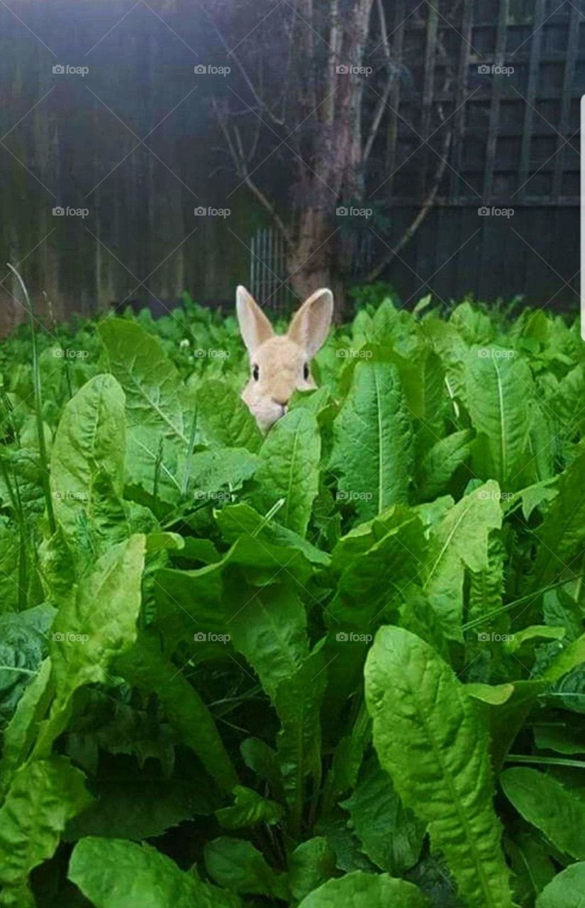 funny rabbit