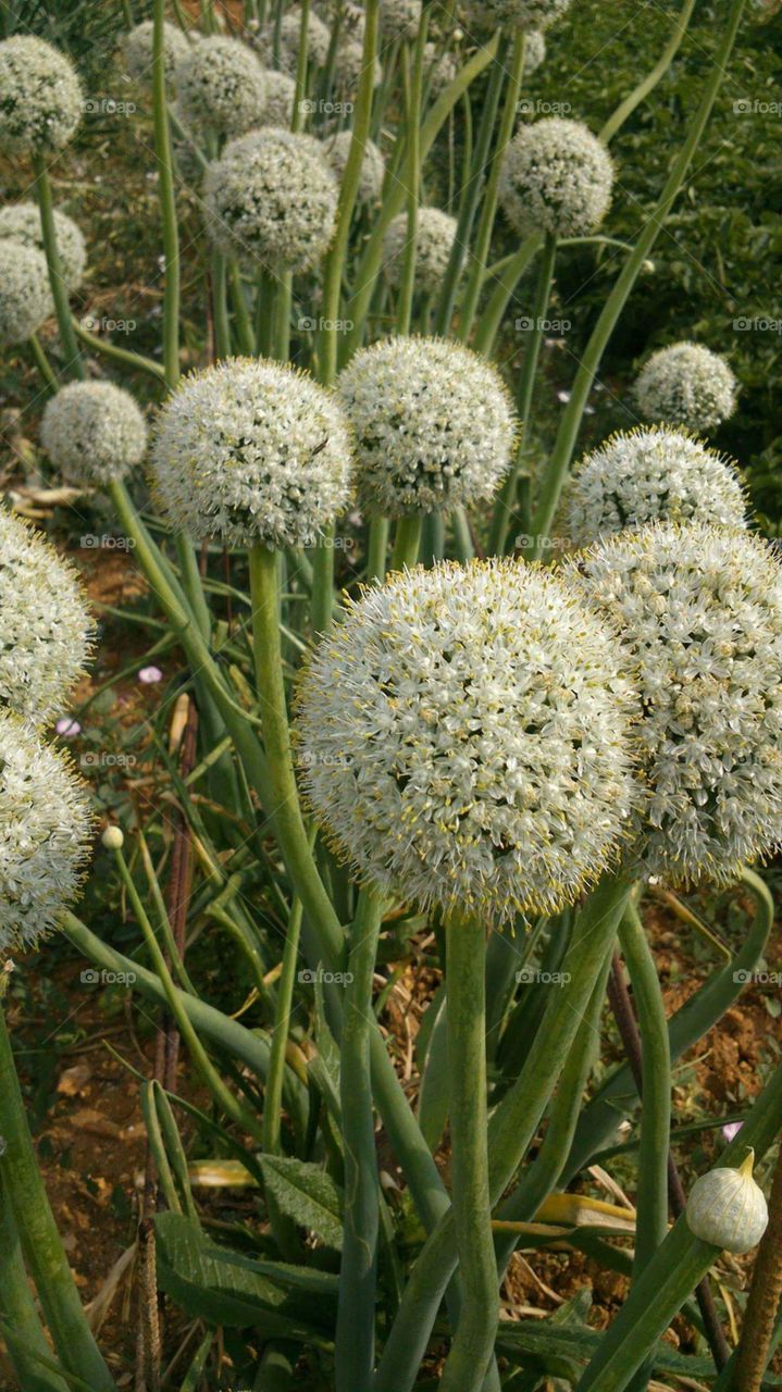 Flor cebolla