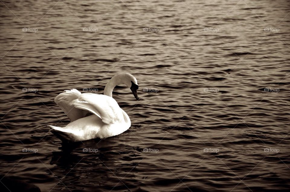 Swan floating on water