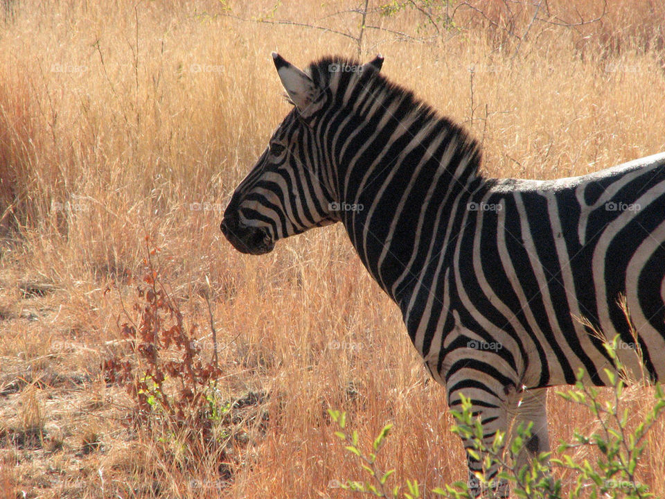 africa zebra safari by gatordukie