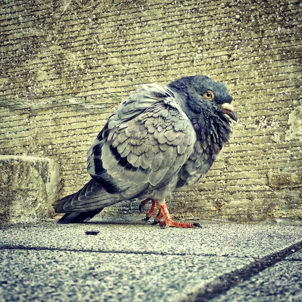 kaohsiung pigeon. taiwan