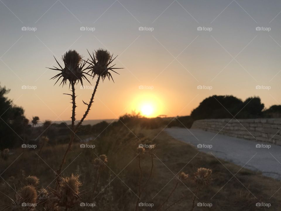 sunset in the reserve, in the foreground a plant listed in the Red Book