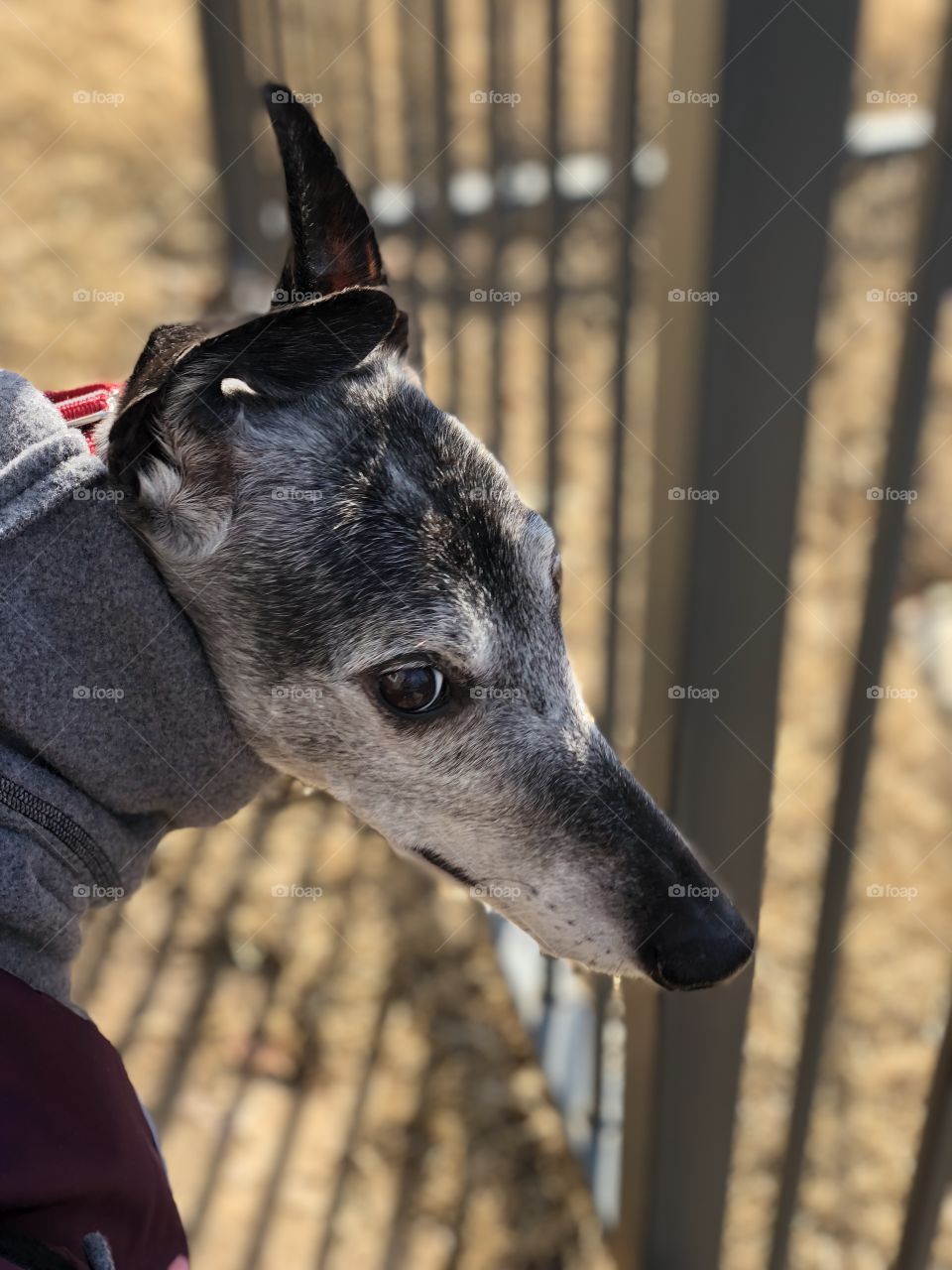 Greyhound in coat looking back with what some may call a judgmental stare