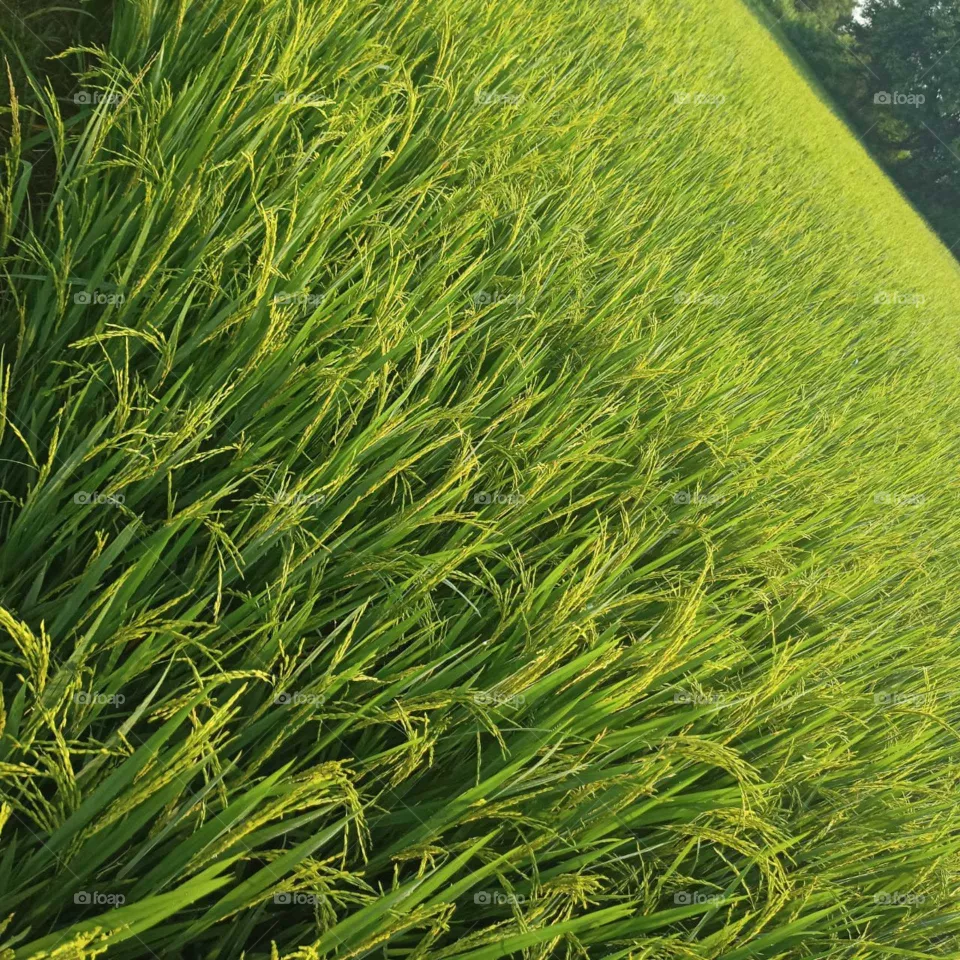 beautiful rice field