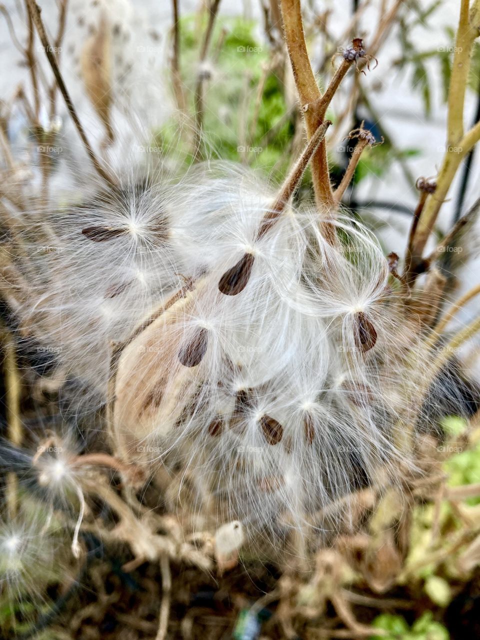Asclepius seeds in fall